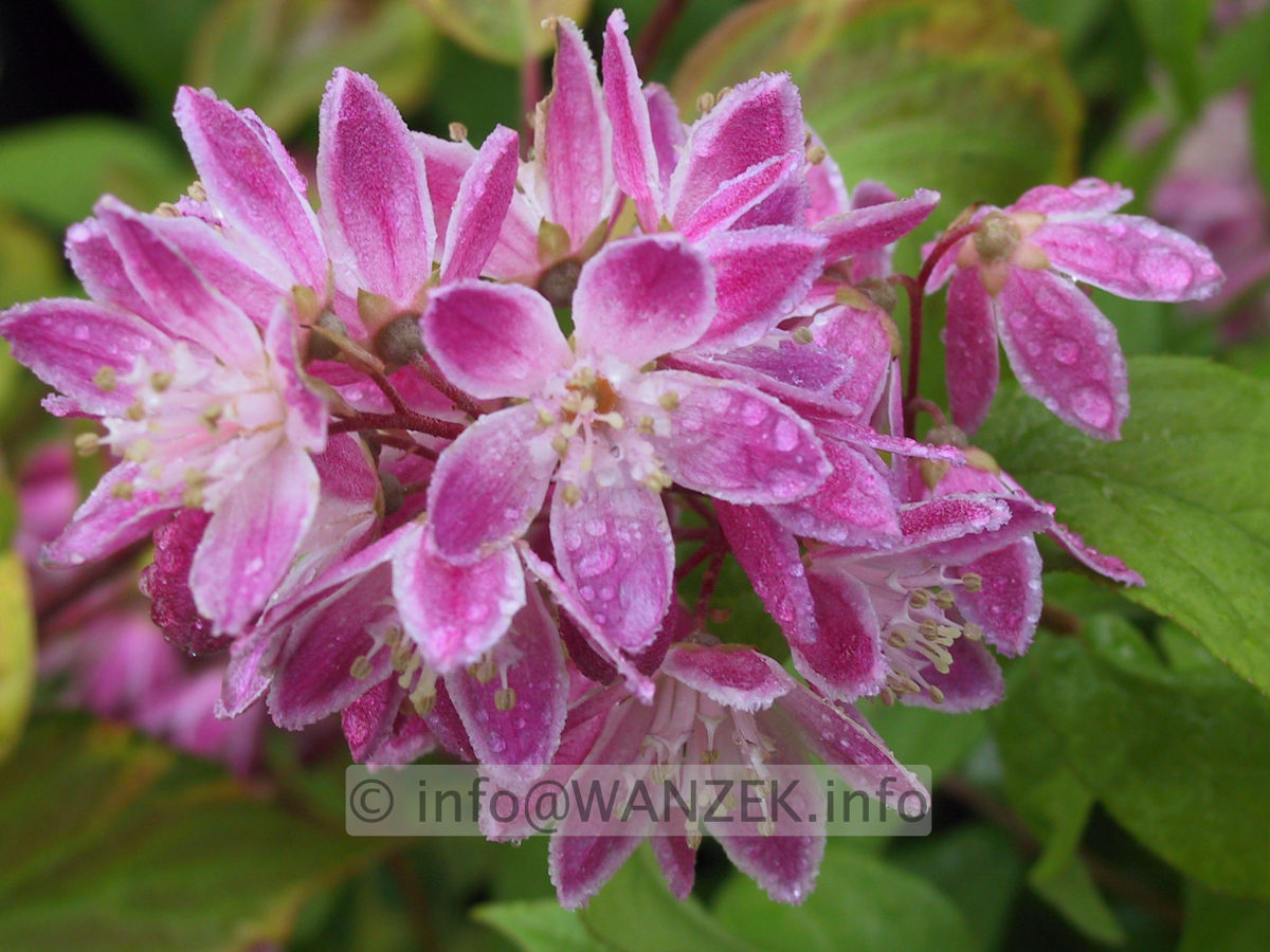 Deutzia Tourbillon Rouge - Bluetenmacro1.JPG